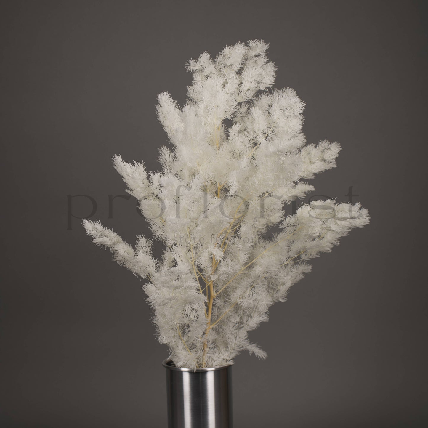 Asparagus stabilizowany - BIAŁY