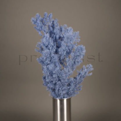 Asparagus stabilizowany - JASNONIEBIESKI