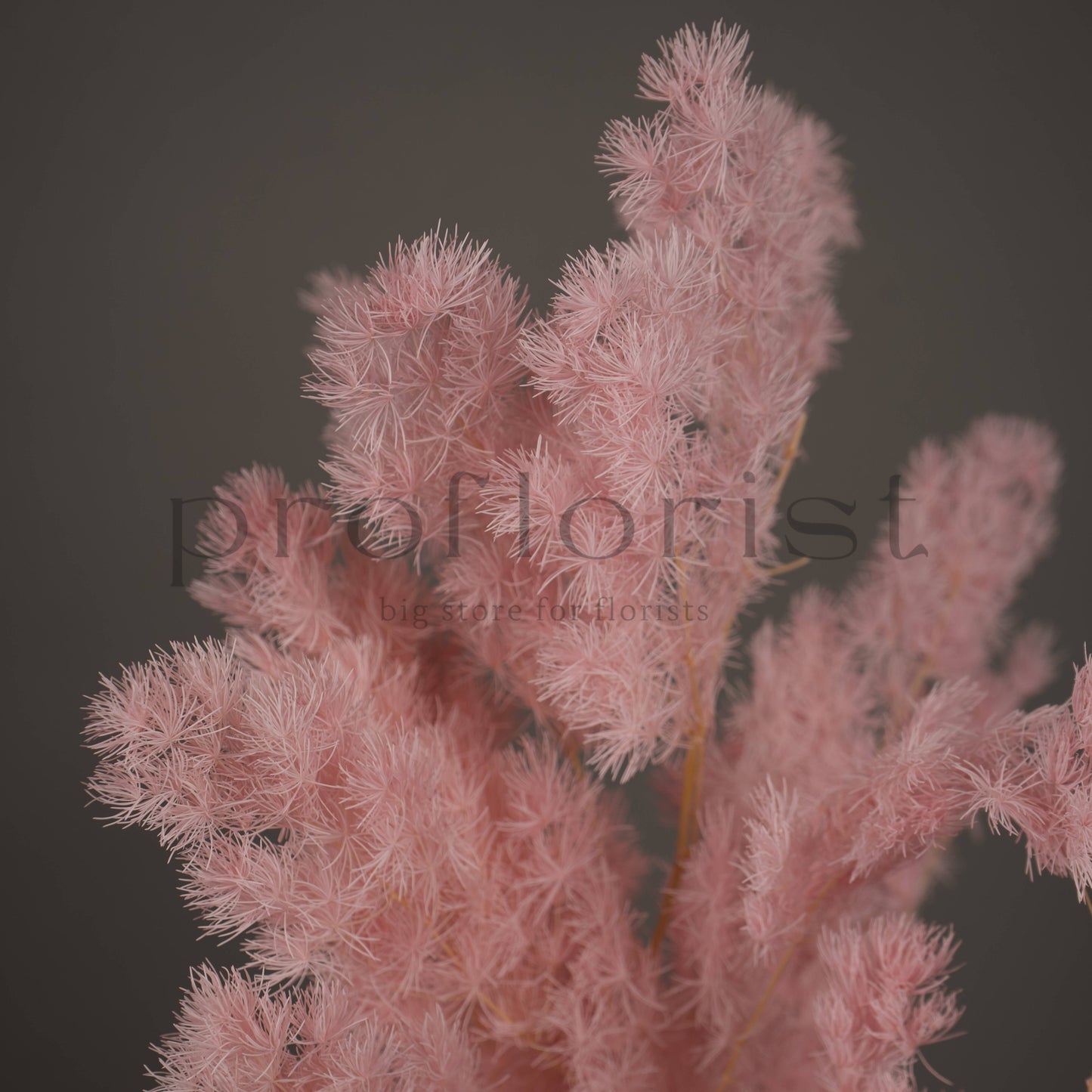 Asparagus stabilizowany - JASNORÓŻOWY