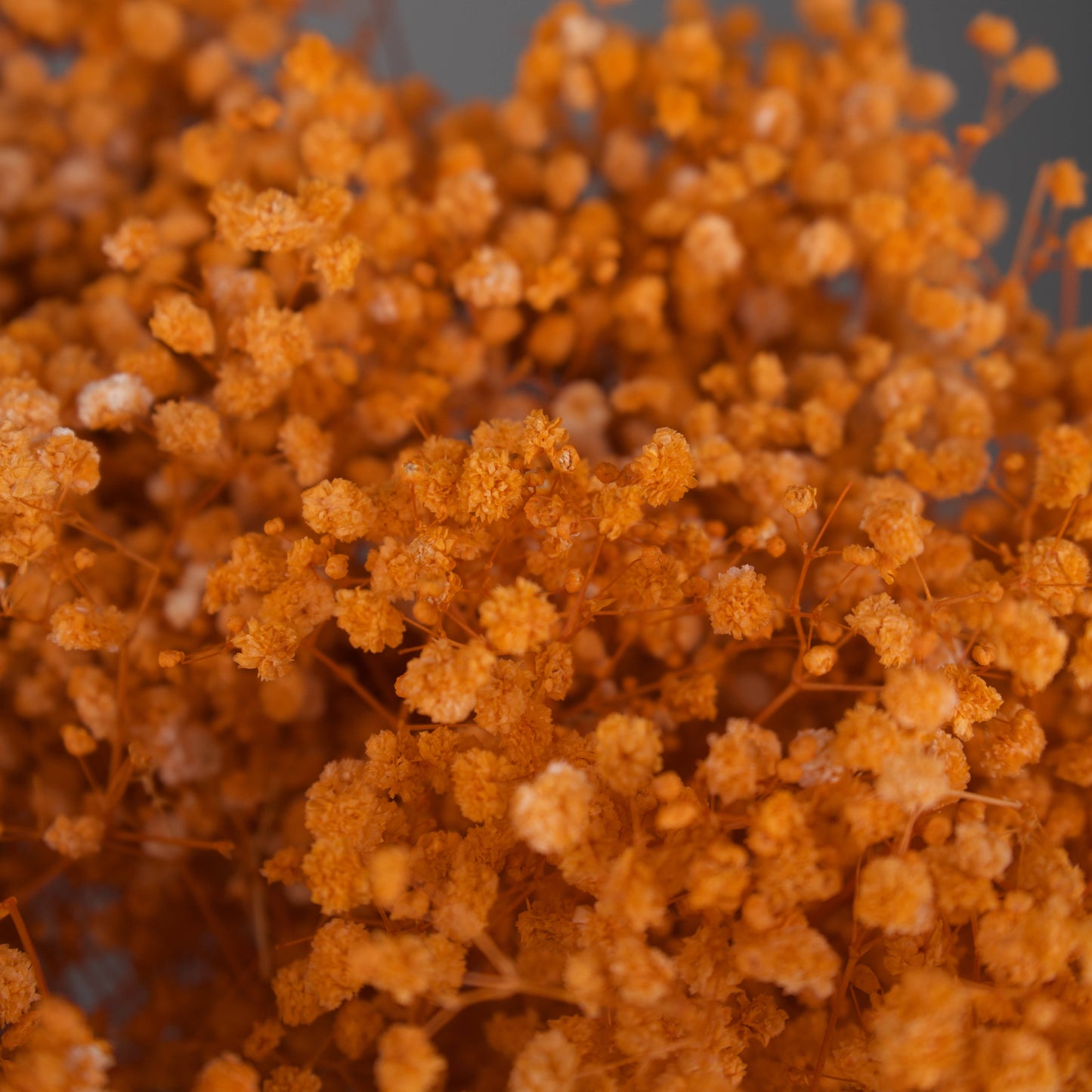 Gipsówka stabilizowana Pomarańczowa Gypsophila bukiet 75 cm długość, ok. 420g