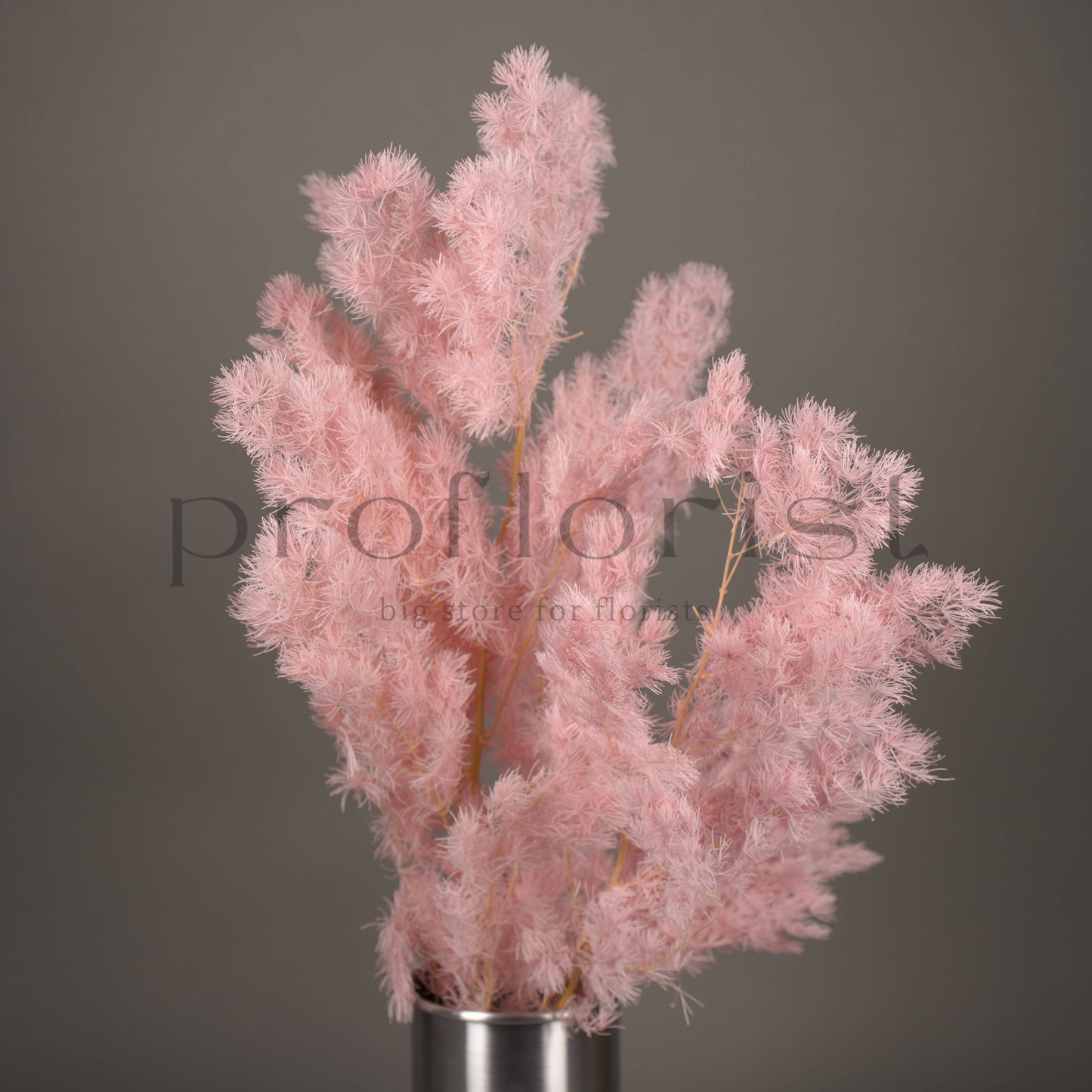 Asparagus stabilizowany - JASNORÓŻOWY