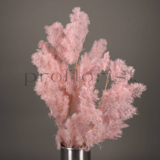 Asparagus stabilizowany - JASNORÓŻOWY