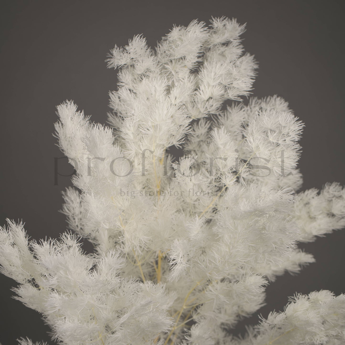 Asparagus stabilizowany - BIAŁY