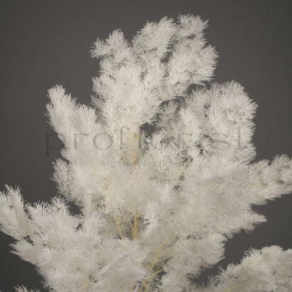 Asparagus stabilizowany - BIAŁY