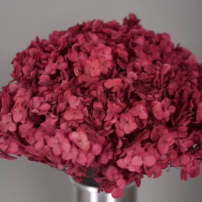 Hortensja stabilizowana Bordowa, 1 szt