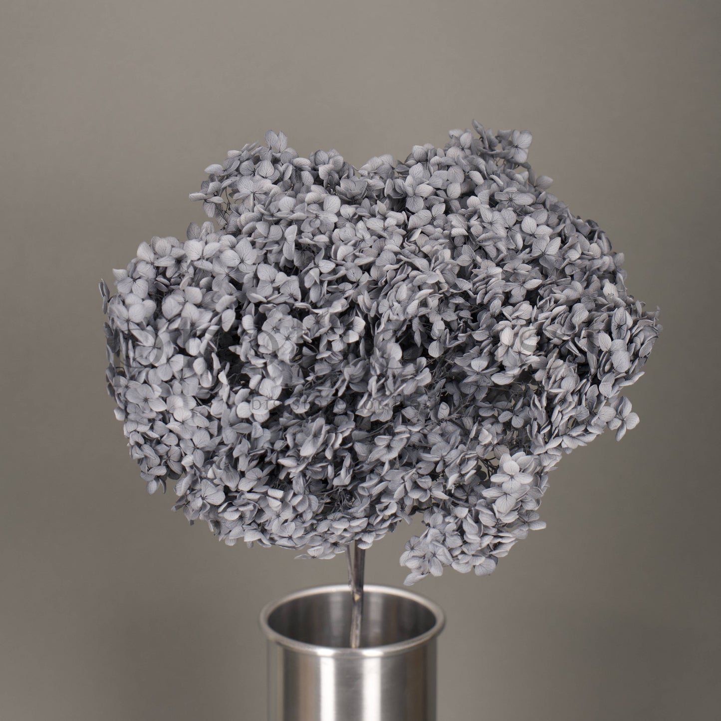 Hortensja stabilizowana Szaroniebieska, 1 szt