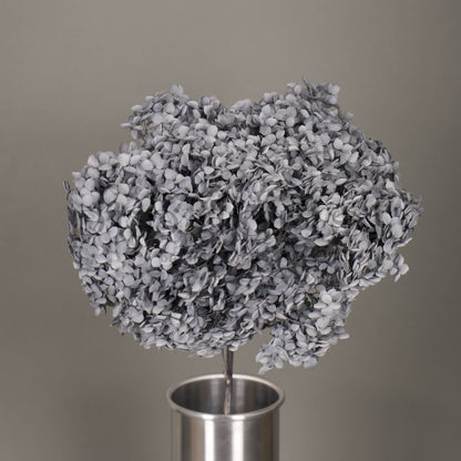 Hortensja stabilizowana Szaroniebieska, 1 szt