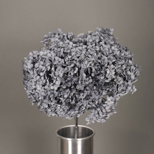 Hortensja stabilizowana Szaroniebieska, 1 szt