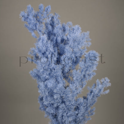 Asparagus stabilizowany - JASNONIEBIESKI