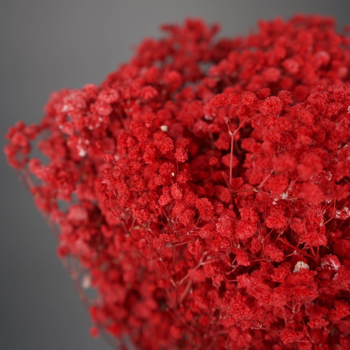 Gipsówka stabilizowana Czerwona Gypsophila bukiet 75 cm długość ok.420g