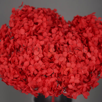 Hortensja stabilizowana Czerwona, 1 szt