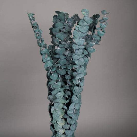 Stabilizowany eukaliptus baby w niebieskim kolorze 75 cm, 10 gał/pęczek