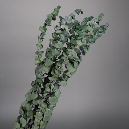 Stabilizowany eukaliptus baby w zielonym kolorze 75 cm, 10 gał/pęczek