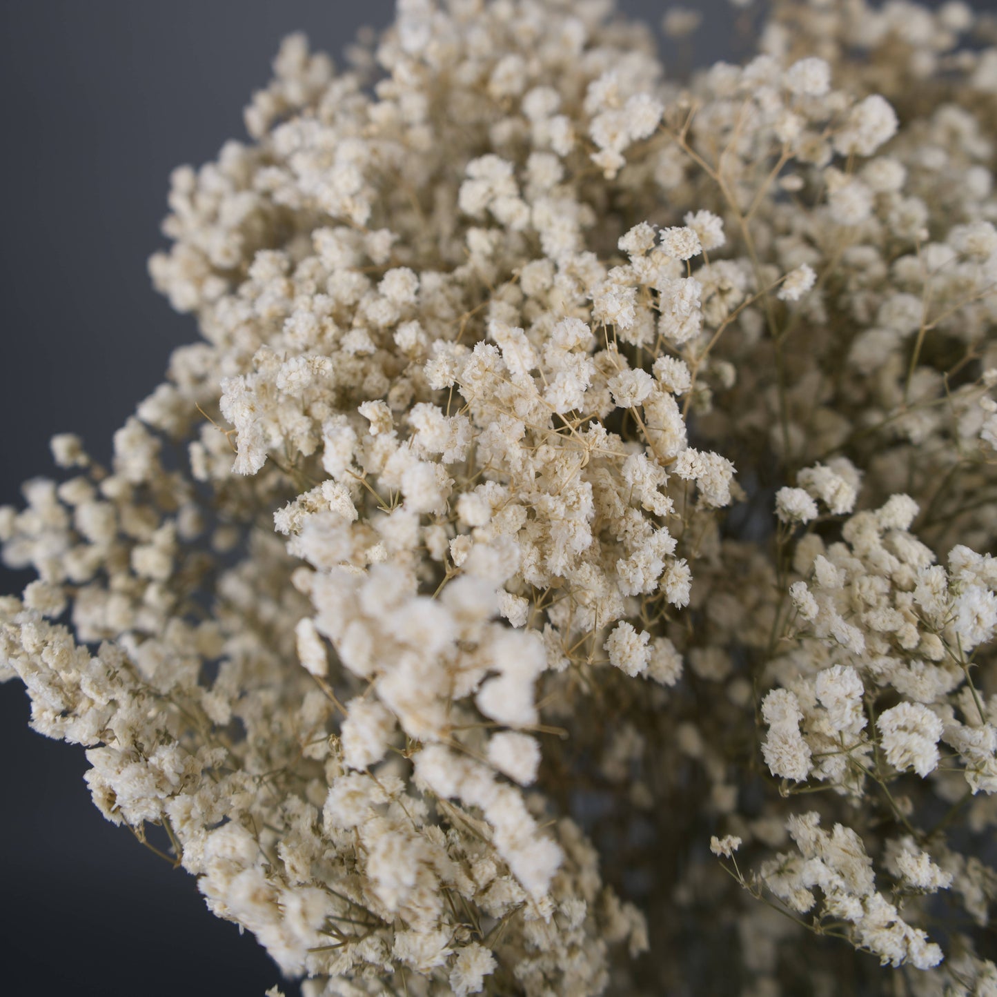 Gipsówka stabilizowana Biała Gypsophila bukiet 75 cm, długość ok. 420g