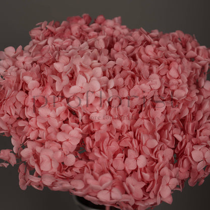 Hortensja stabilizowana Różowa, 1 szt