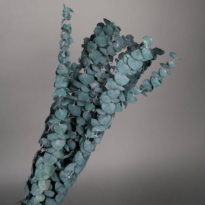 Stabilizowany eukaliptus baby w niebieskim kolorze 75 cm, 10 gał/pęczek