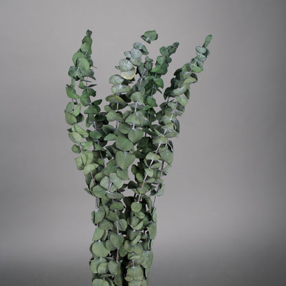 Stabilizowany eukaliptus baby w zielonym kolorze 75 cm, 10 gał/pęczek