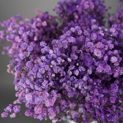 Gipsówka stabilizowana Fioletowa Gypsophila bukiet 75 cm długość, ok. 420g