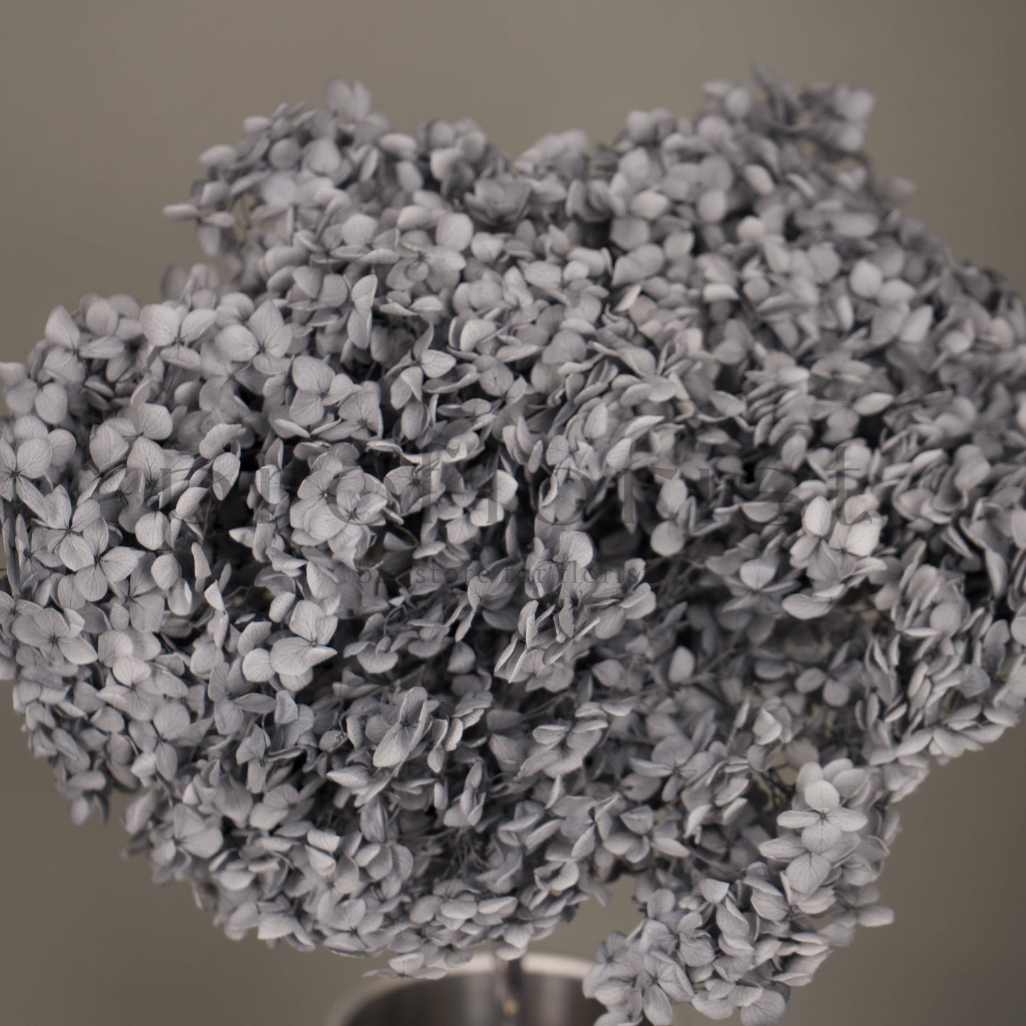 Hortensja stabilizowana Szaroniebieska, 1 szt