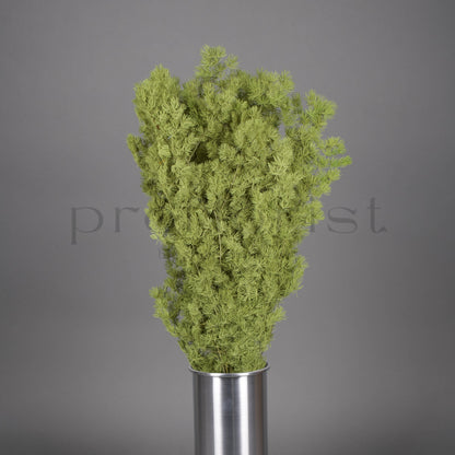 Asparagus stabilizowany - ZIELONY