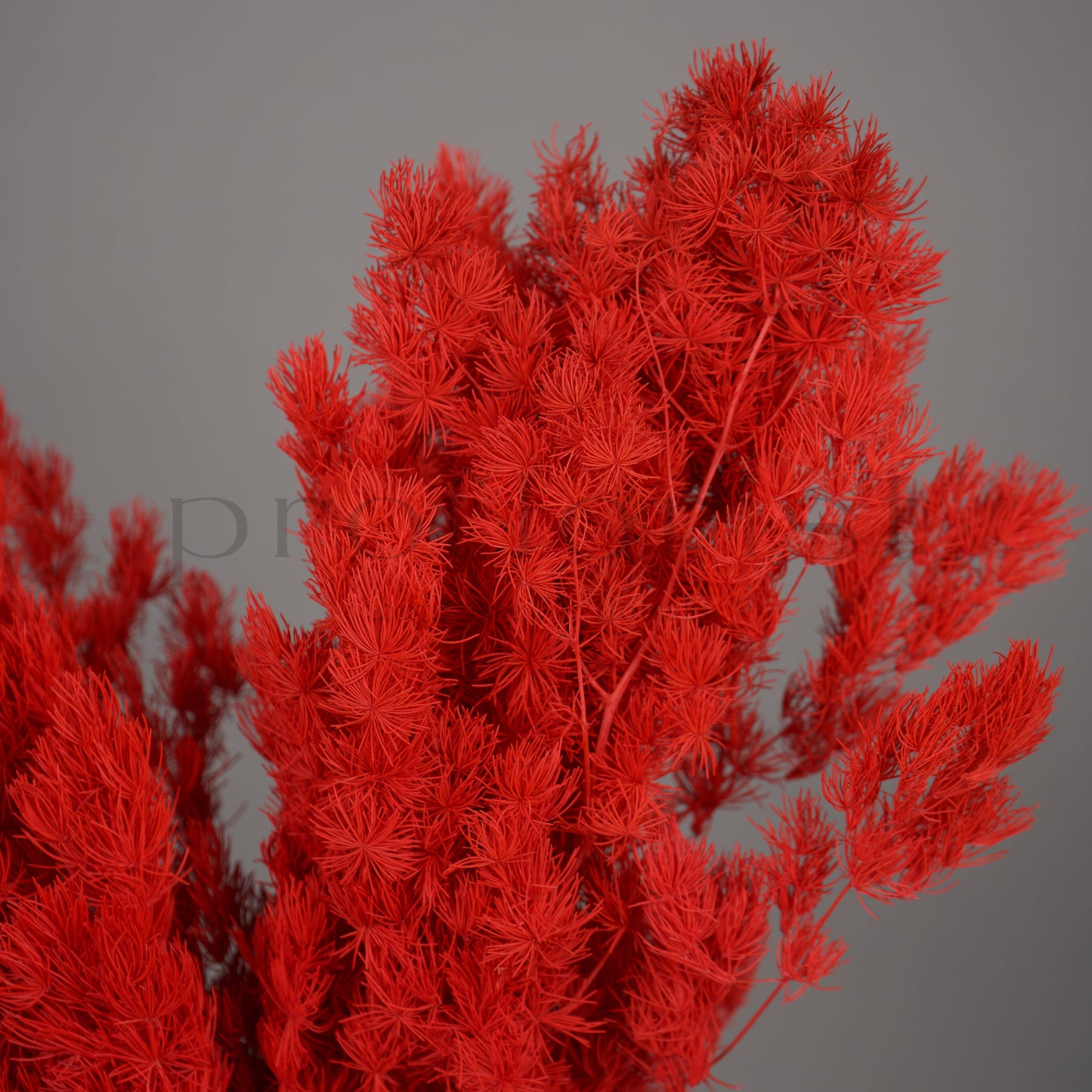 Asparagus stabilizowany - CZERWONY