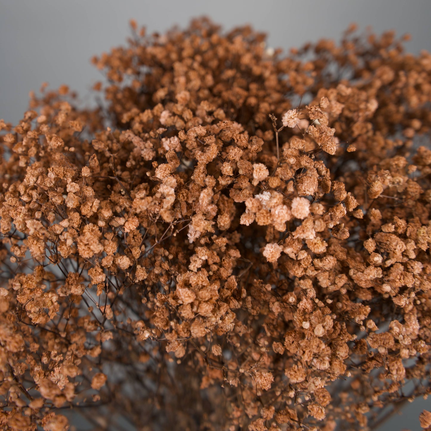 Gipsówka stabilizowana Kasztanowa Gypsophila bukiet 75 cm długość, ok. 420g