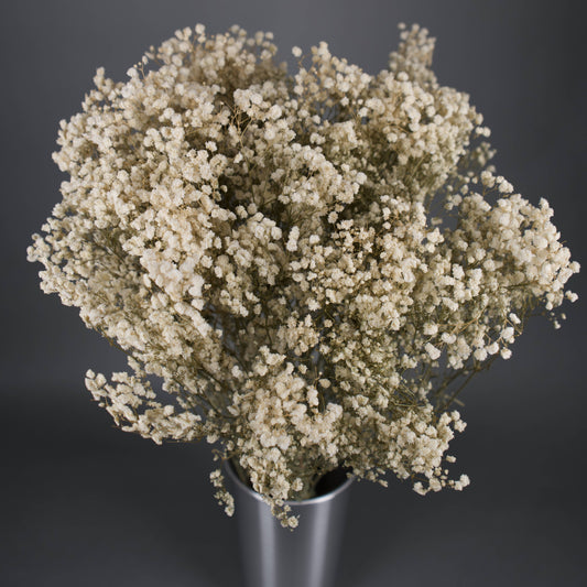 Gipsówka stabilizowana Biała Gypsophila bukiet 75 cm, długość ok. 420g