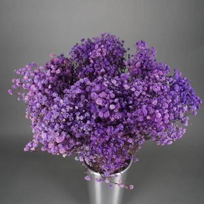 Gipsówka stabilizowana Fioletowa Gypsophila bukiet 75 cm długość, ok. 420g