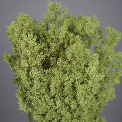 Asparagus stabilizowany - ZIELONY