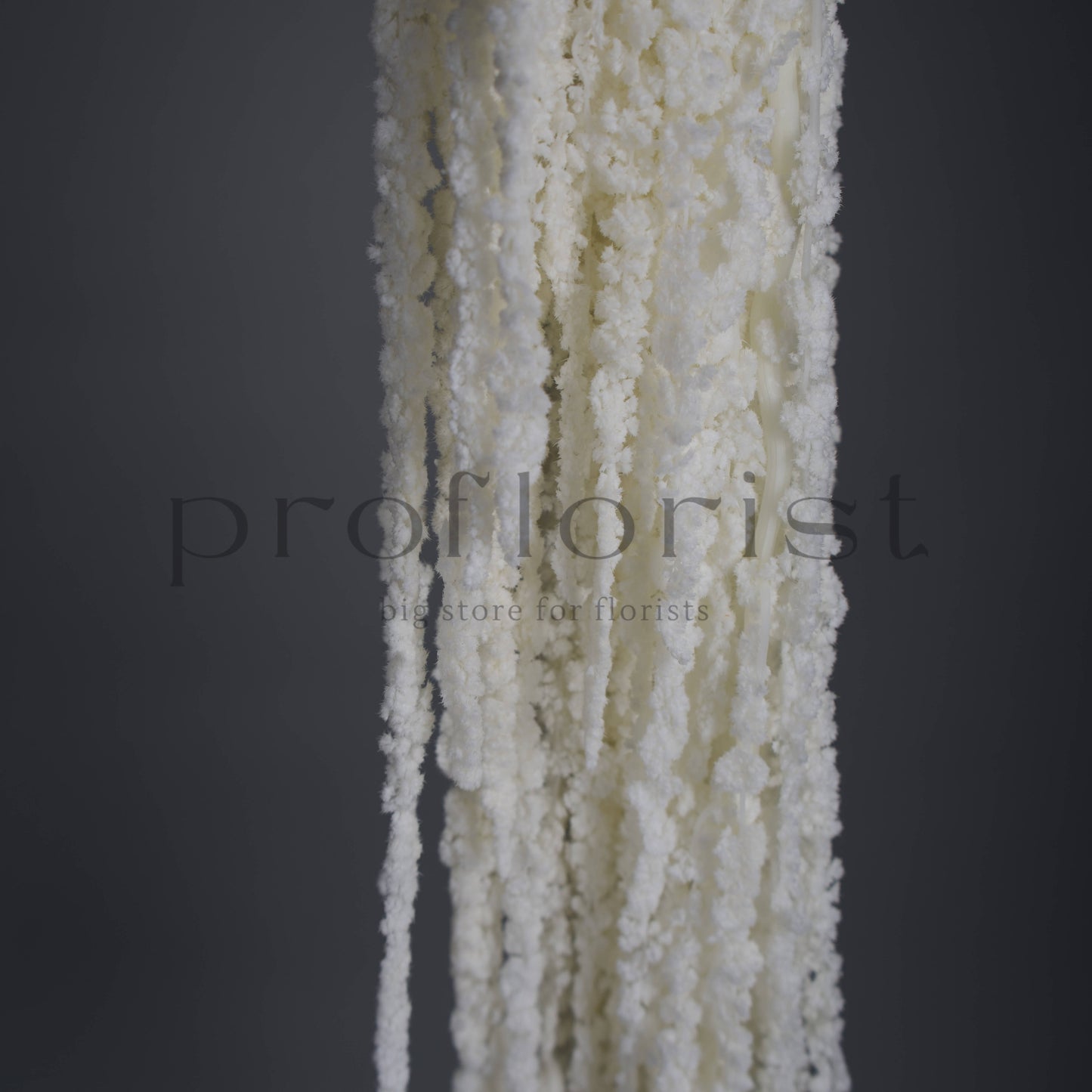 Amarantus stabilizowany (szarłat) Biały – 5 gałęzi | 90–120 cm