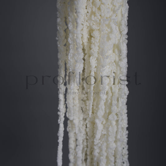 Amarantus stabilizowany (szarłat) Biały – 5 gałęzi | 90–120 cm