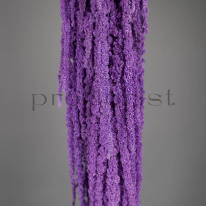 Amarantus stabilizowany (szarłat) Fioletowy – 5 gałęzi | 90–120 cm