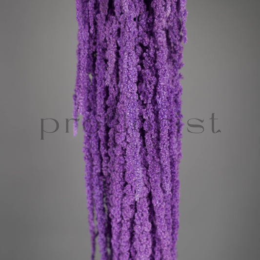 Amarantus stabilizowany (szarłat) Fioletowy – 5 gałęzi | 90–120 cm