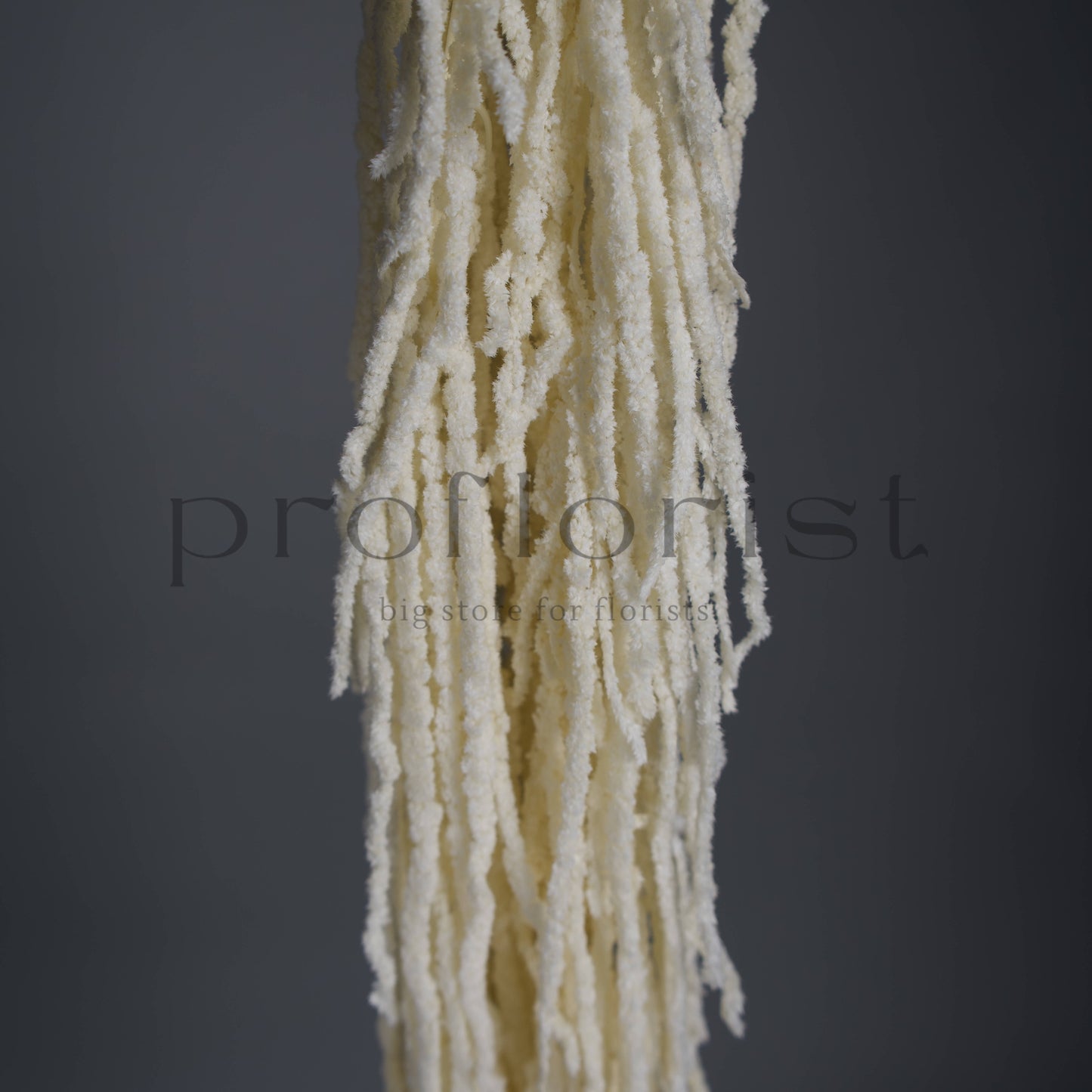 Amarantus stabilizowany (szarłat) Mleczny – 5 gałęzi | 90–120 cm