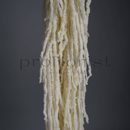 Amarantus stabilizowany (szarłat) Mleczny – 5 gałęzi | 90–120 cm