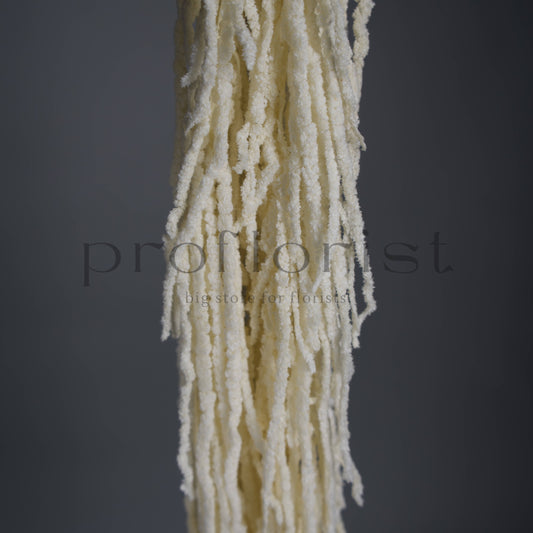 Amarantus stabilizowany (szarłat) Mleczny – 5 gałęzi | 90–120 cm