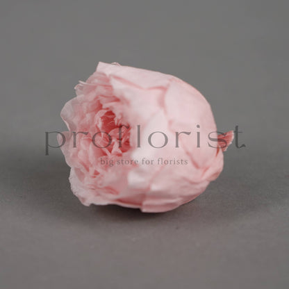 Róża piwoniowa MINI Jasnoróżowa - opakowanie 12 szt