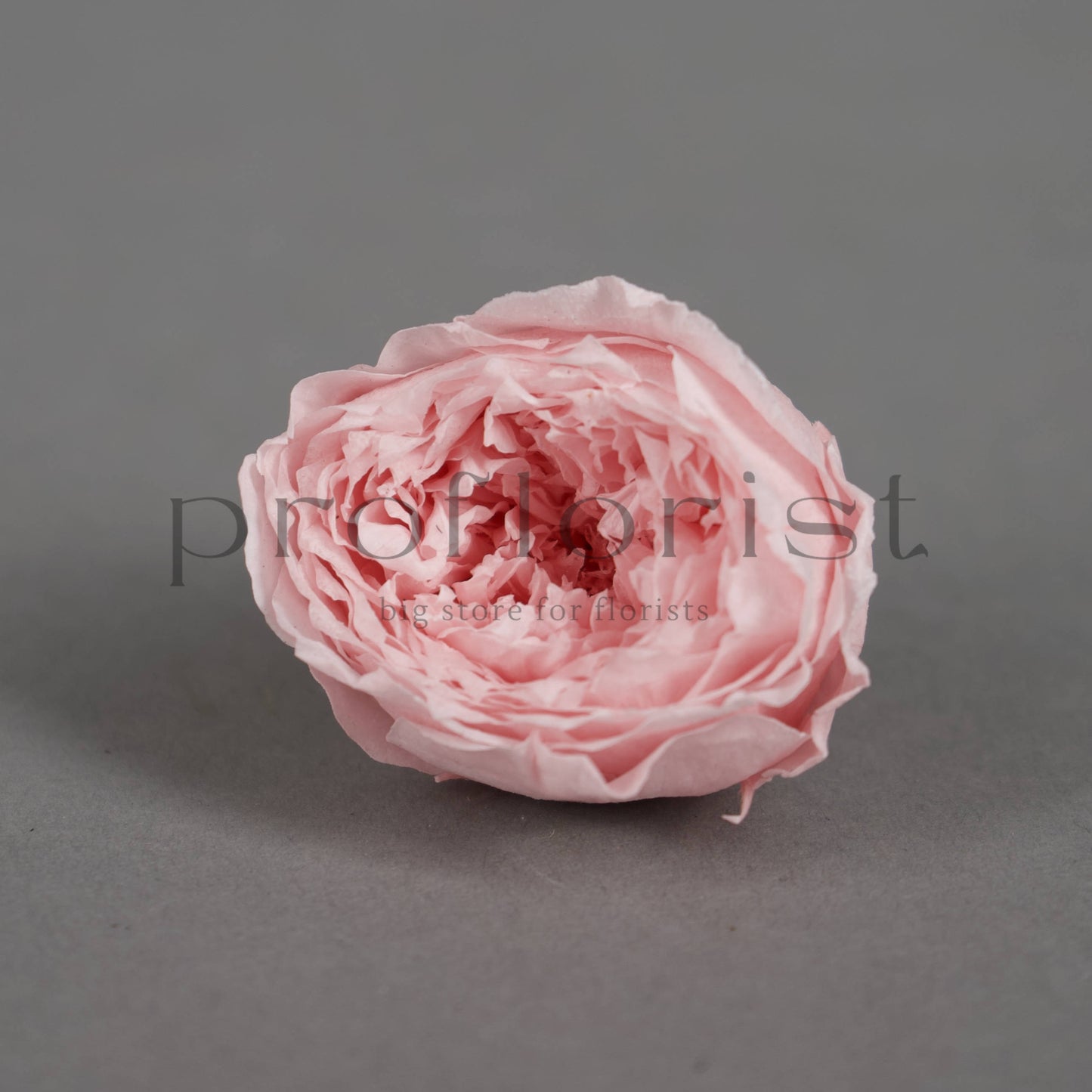 Róża piwoniowa MINI Jasnoróżowa - opakowanie 12 szt