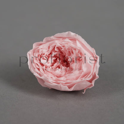 Róża piwoniowa MINI Jasnoróżowa - opakowanie 12 szt