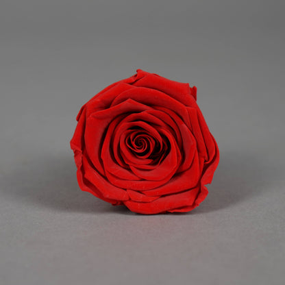 Wieczna róża w czerwonym kolorze opakowanie 8 szt