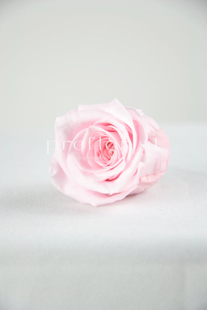 Wieczna róża w różowym kolorze - opakowanie 8 szt