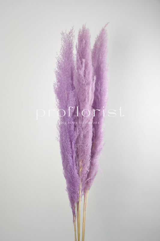 Trawa Pampasowa (Cortaderia Plum) w kolorze lawendowym 5 szt w pęczku długość ok. 140 cm
