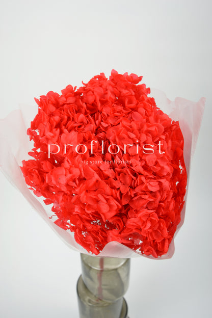 Hortensja stabilizowana Czerwona, 1 szt