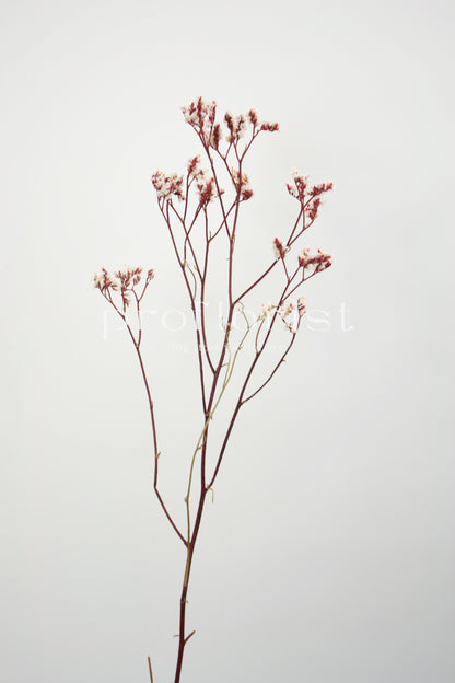 Zatrwian stabilizowany biały Limonium Preserved bukiet 120 g, 75 cm