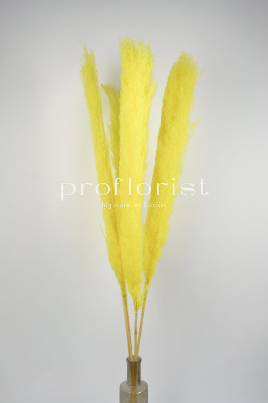 Trawa Pampasowa (Cortaderia Plum) w kolorze żółtym  5 szt w pęczku długość ok. 140 cm