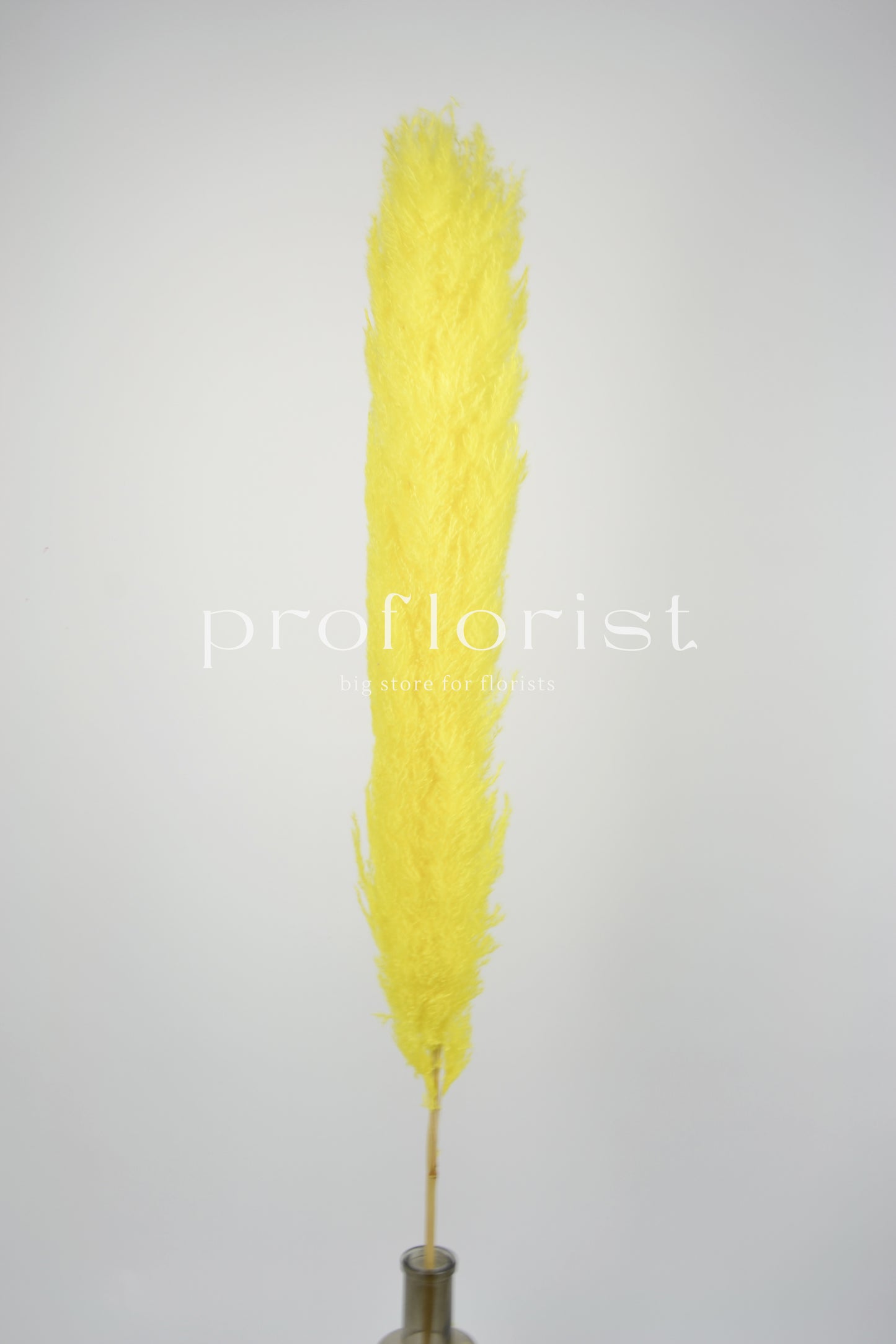 Trawa Pampasowa (Cortaderia Plum) w kolorze żółtym  5 szt w pęczku długość ok. 140 cm
