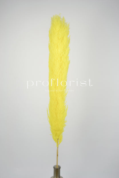 Trawa Pampasowa (Cortaderia Plum) w kolorze żółtym  5 szt w pęczku długość ok. 140 cm