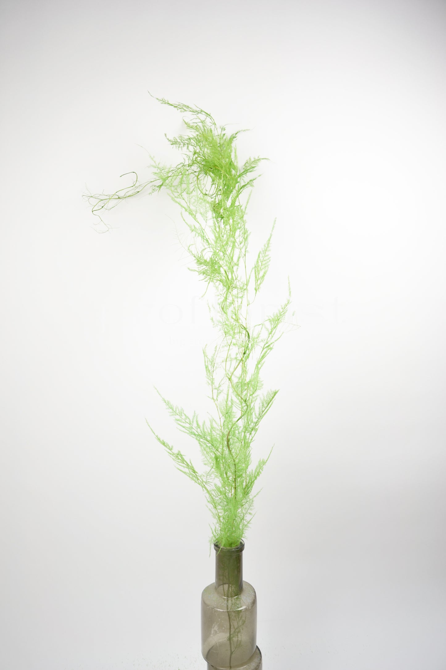 Asparagus zielony stabilizowany ok. 90cm, 5 gałązek/pęczku