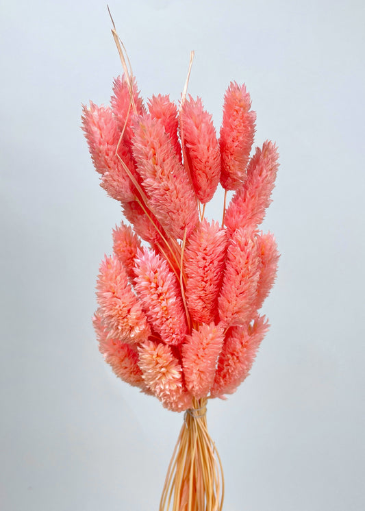 Suszony dried phalaris (kanar) w kolorze jasny róż 60 cm bukiet  ok. 30 szt/opak • Suszony dried phalaris