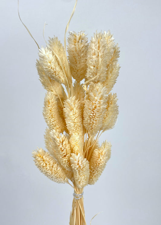 Suszony dried phalaris (kanar) w kolorze naturalnym 60 cm bukiet  ok. 30 szt/opak